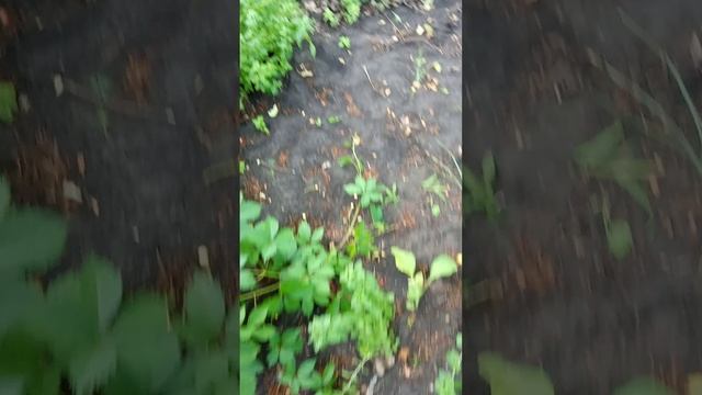 VID_20250608_173614 смотреть онлайн