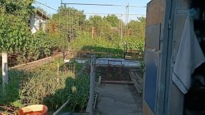 Прививка винограда зеленым в зеленое