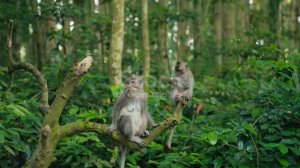 Из  жизни диких обезьян  1000011762.mp4