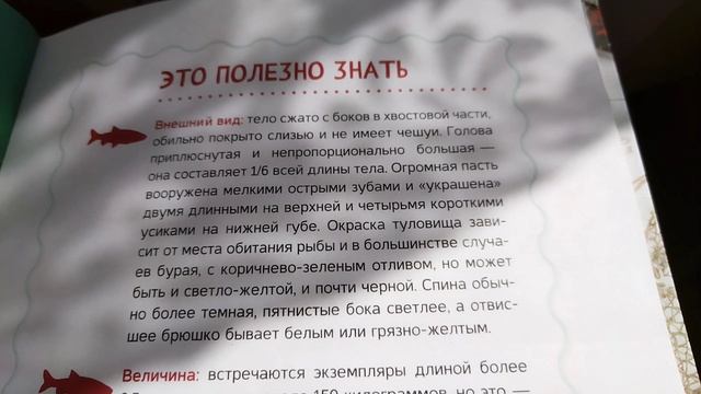 СОМ: интересные факты об этой загадочной рыбе