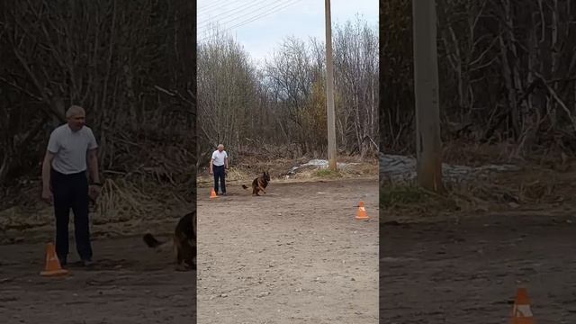 1 Оч/хор Хельген Хаус ШУМАХЕР +++ №7 / КЧК МУРМАНСК 25 мая`25 М.Коваленко Моно немецких овчарок