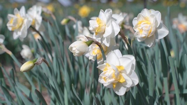 Супруги из Ленобласти порезали в салат нарциссы и оказались в больнице смотреть онлайн