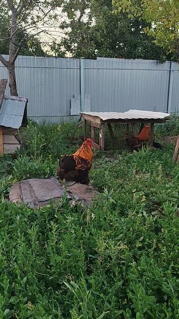 Петухи Орпингтов смотреть онлайн