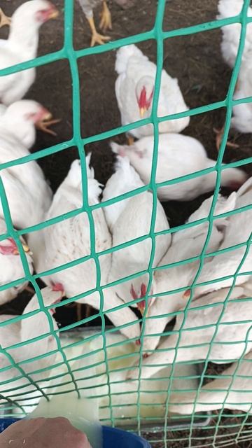 кормим бройлеров сывороткой