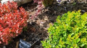 Обзор сада и саженцев на 7 июня.