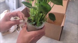 Посылка с Wildberries, Антуриум Emerald (Изумруд)