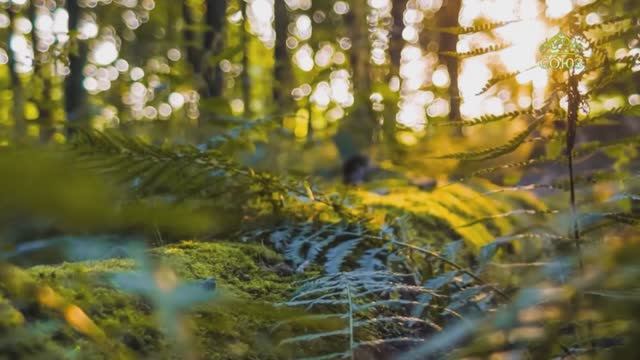 Стихи над миром. Стихотворения Зинаиды Миркиной смотреть онлайн