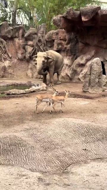 В зоопарке Гватемалы слон спас тонущую антилопу, которая случайно упала в воду и не могла выбраться смотреть онлайн