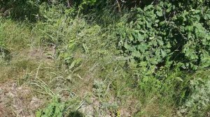 Проверяю свои первые ловушки на пчелиный рои. Таких эмоций я не ожидал.