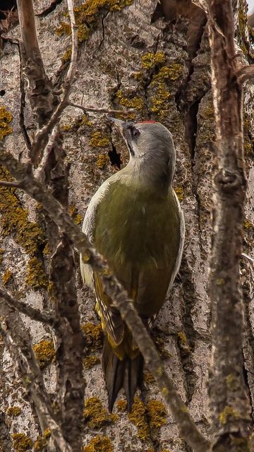 Весенняя фотоохота