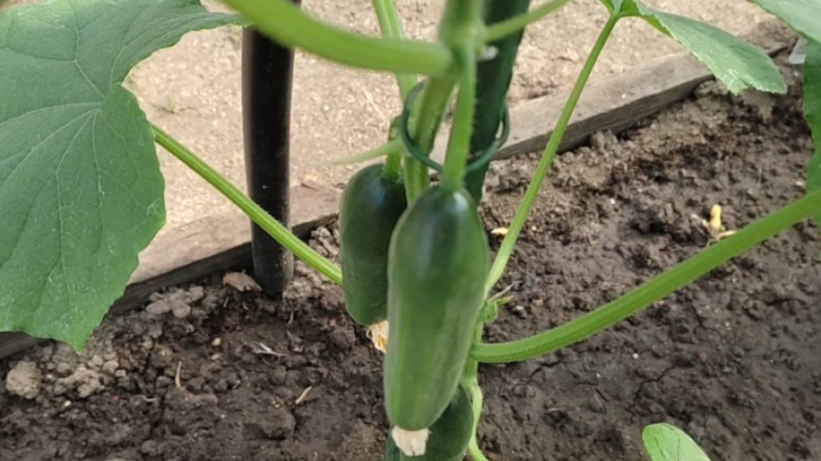 Формирую огурцы в одну плеть и быстрее получаю урожай смотреть онлайн