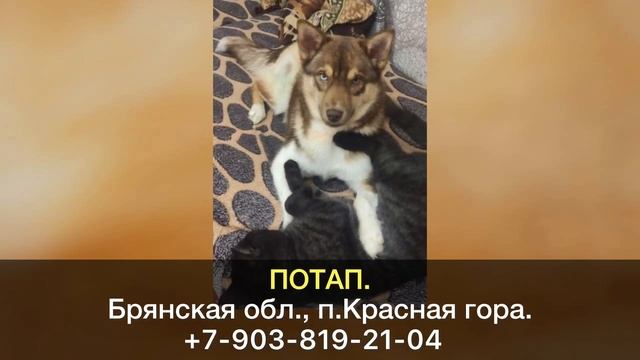 Пропала собака! ПОТАП. Брянская область, п.Красная гор?