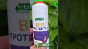 КАК ИЗБАВИТЬСЯ ОТ СЛИЗНЕЙ и ГНИЛИ НА КЛУБНИКЕ. Урожай под угрозой уничтожения.