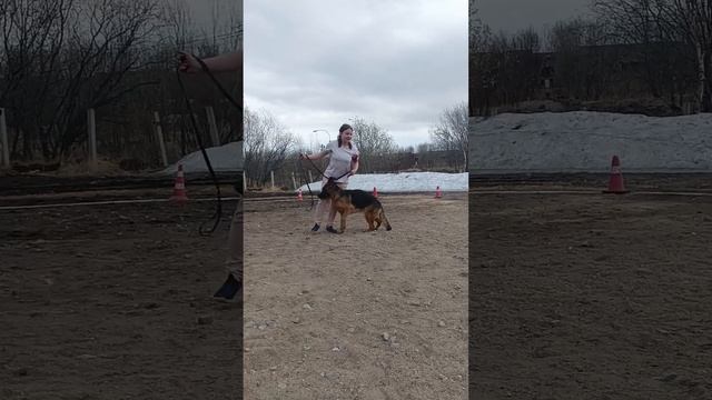 ЮНИОРЫ СУКИ / КЧК МУРМАНСК 25 мая`25 М.Коваленко Моно немецких овчарок