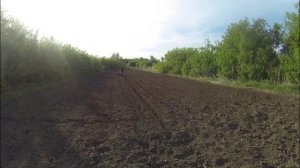 посадка картошки  2025 года мотоблоком мтз