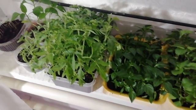 Рассада на подоконнике