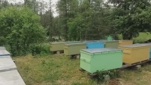Пасека на сотке. Гружу ульи одной рукой. Разведенческая пасека. Ульи ждут клиента.
