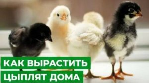 Выращивание цыплят в домашних условиях. Просто и легко растим цыплят