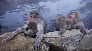 Снежные обезьяны в парке Дзигокудани, Нагано