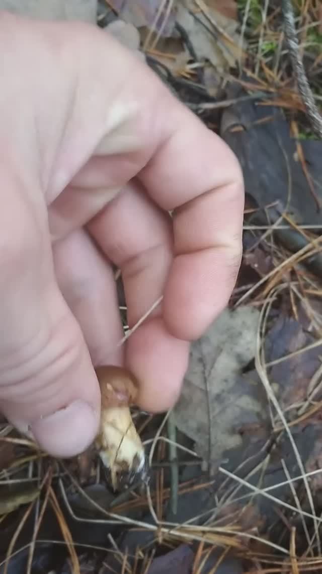 грибники на охоте :)