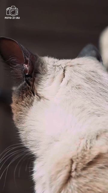 Котики наше всё 🥰 Полное видео на канале. Антон Курдюмов фотограф в Хабаровске FOTO-27.RU