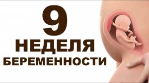 Что происходит с мамой и ребёнком на 9 неделе беременности? 2 месяц беременности. Первый триместр