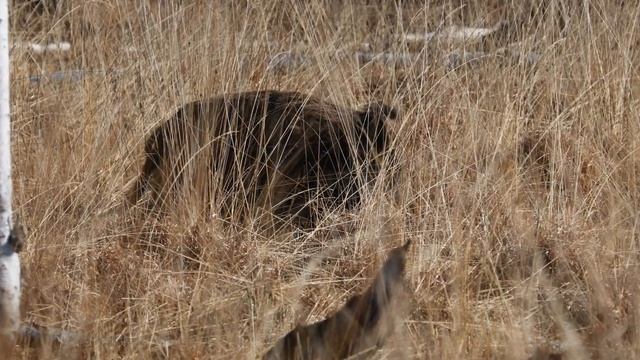 Дикие кабаны на болоте.Часть 1.Wildschweine im Sumpf.Wild boars in the swam смотреть онлайн