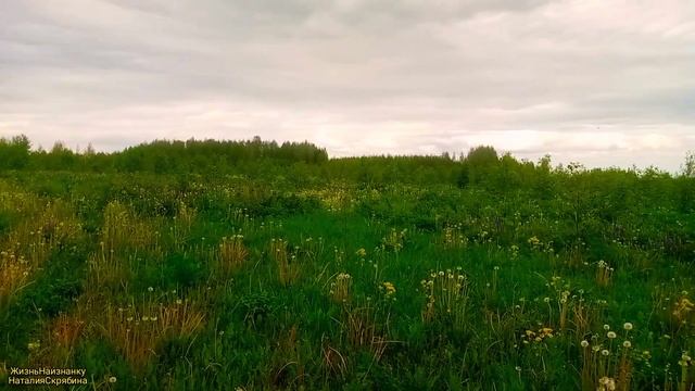 ПОЛЕВЫЕ ТРАВЫ ДЛЯ ЧАЯ.ОКУЧИЛА КАРТОШКУ.ПОДВЯЗКА ТОМАТ смотреть онлайн