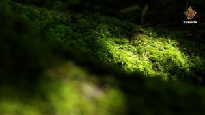 Что умеют растения? | Чудеса сотворения. Мир растений