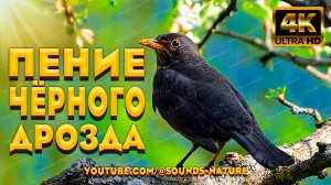 Пение Чёрного Дрозда Избавит От Стресса, А Звуки Кукушки Поднимут Настроение. Звуки Природы ASMR.