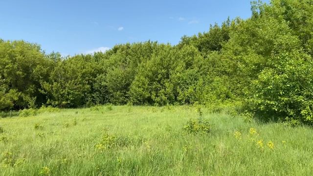 Ящерицы. Мы ловили ящериц. Что из этого получилось?