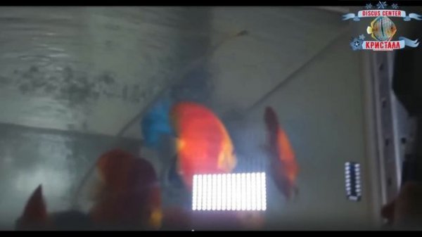Русские аквариумы в гостях у Олега Филиппова "Discus center ?