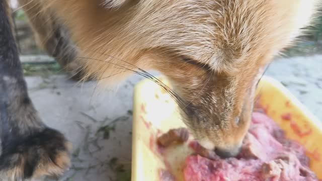 #лиса #лисица #лисёнок #лис #fox