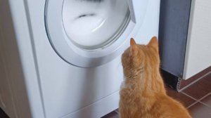 Кот-контролёр: проверяет стирку под трек детства! 😼🎵