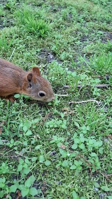 Кормим белочку.