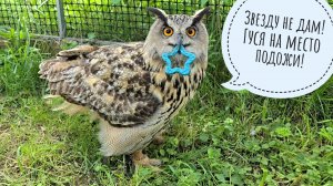 Сова Ёль не отдаёт свои игрушки даже на благотворительность! Алёнка глядит страшную лягушку-хватайку