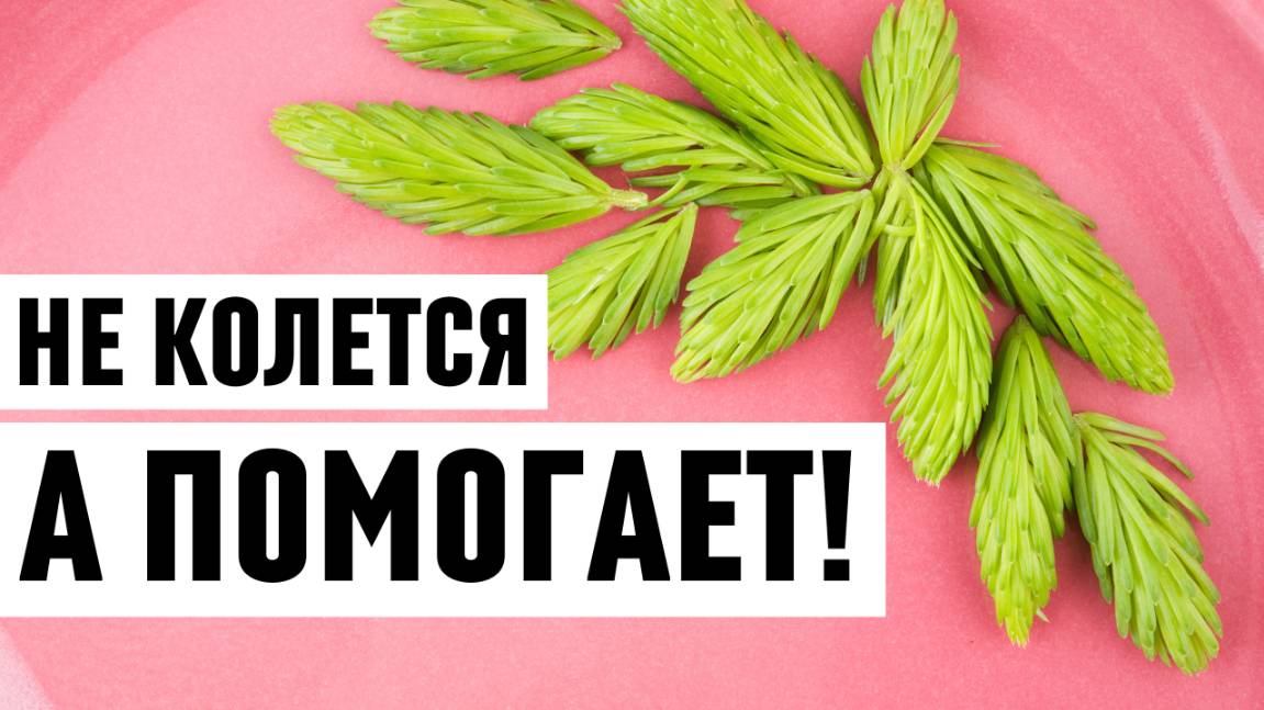 Хвоя, которая лечит: 1000 % пользы в каждом весеннем побеге смотреть онлайн
