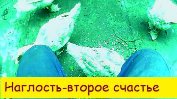 (3)Наглость второе счастье