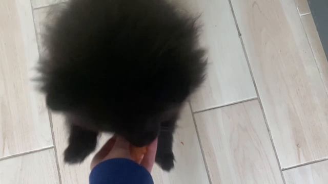 знакомьтесь с моей собакой