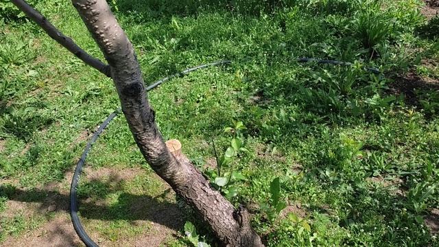 Обильный полив плодоносящих деревьев, кустов и ягод смотреть онлайн