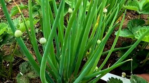 Лук Батун даст двойной урожай!! Собираем лук на зиму и правильно кормим его!