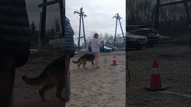 МОЛОДЫЕ КОБЕЛИ / КЧК МУРМАНСК 25 мая`25 М.Коваленко Моно немецких овчарок