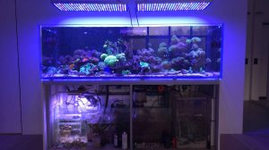 Первые вопросы по морскому аквариуму