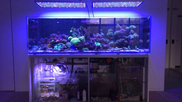 Первые вопросы по морскому аквариуму