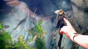 Куда сходить в Сочи. Океанариум. часть 1