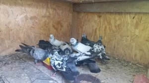 Свердловские голуби 9 июня 2025 г