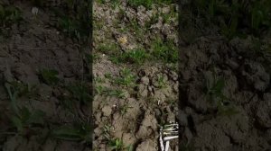 Из Пензы в Кашпир на поиск аммонитов.mp4