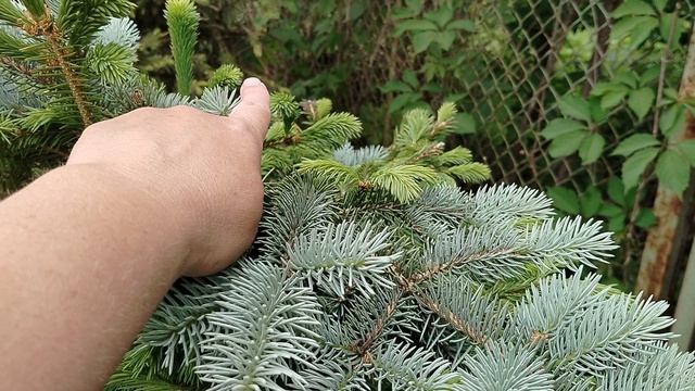 Привитая голубая ель Глаука Глобоза - весенние побеги 2025 смотреть онлайн