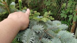 Привитая голубая ель Глаука Глобоза - весенние побеги 2025