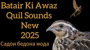 Садои бедона мода Female Quail Beautiful Sounds Madi Batair Ki Kirak مادی بٹی